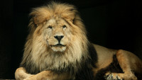 Lev Sultan ZOO Liberec foto z 2013